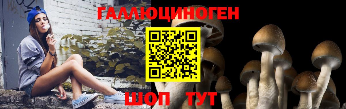 Псилоцибиновые грибы Psilocybe Лесосибирск